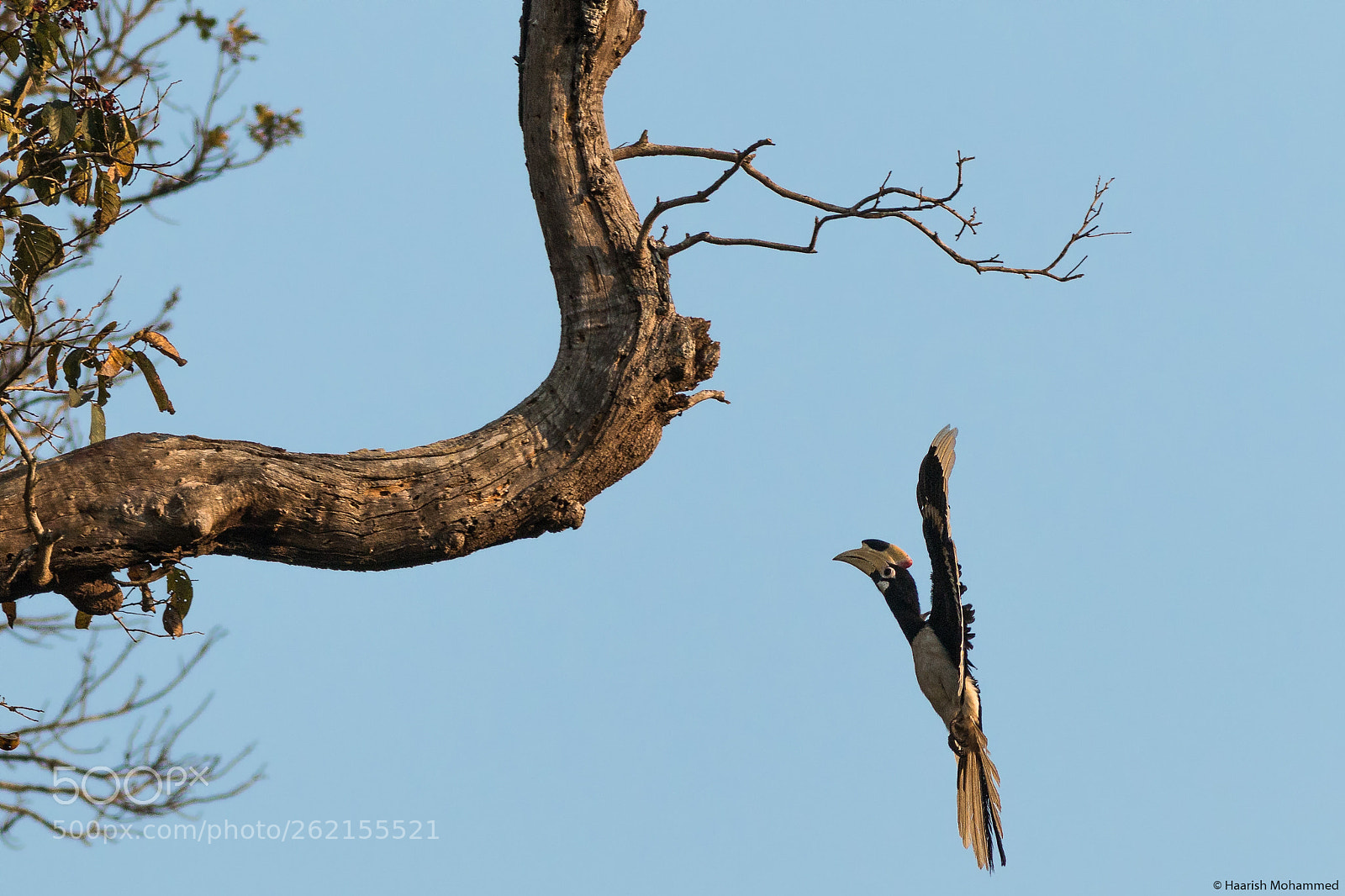 Canon EOS 70D sample photo. Malabar pied hornbill photography