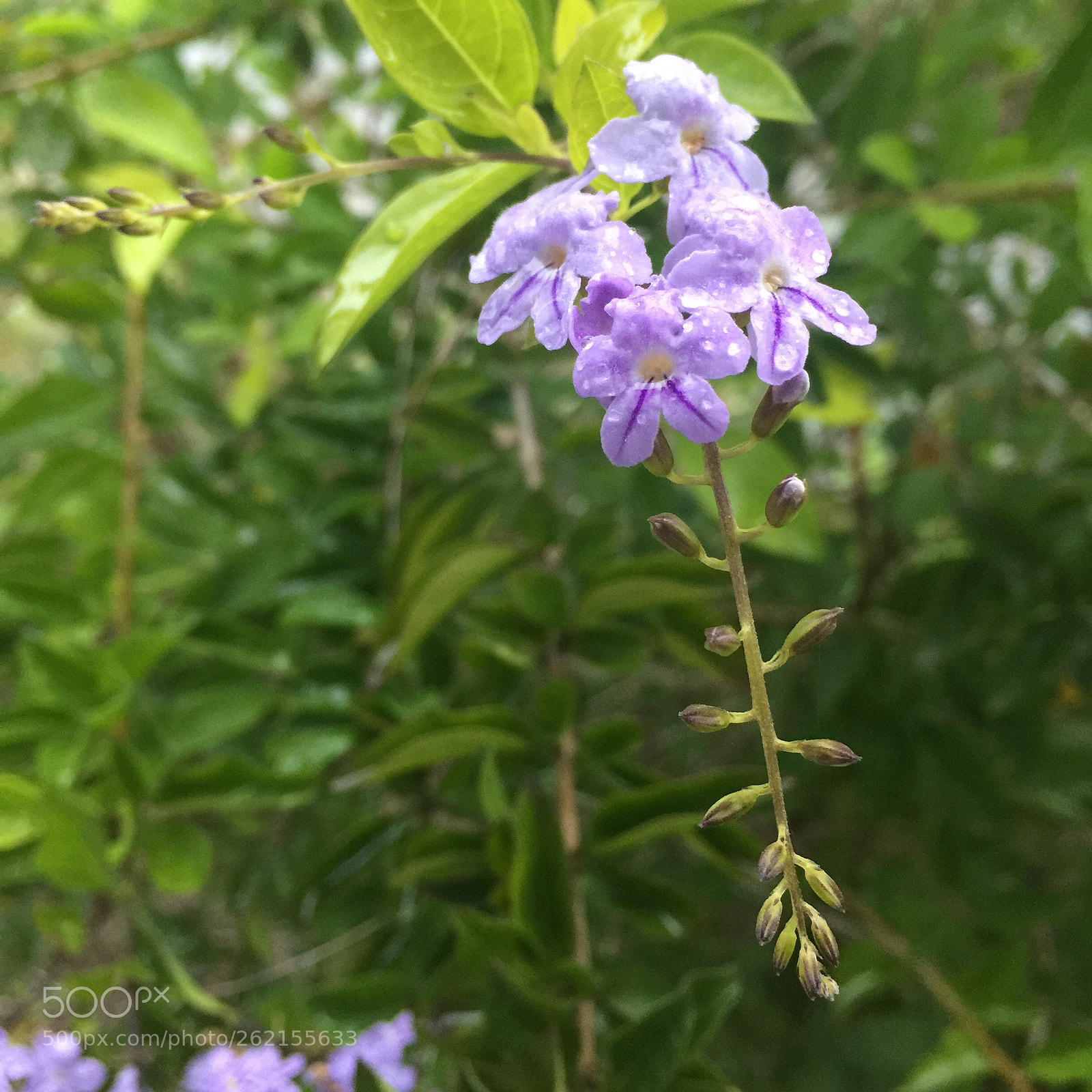 Apple iPhone 6 Plus sample photo. 雨后 photography