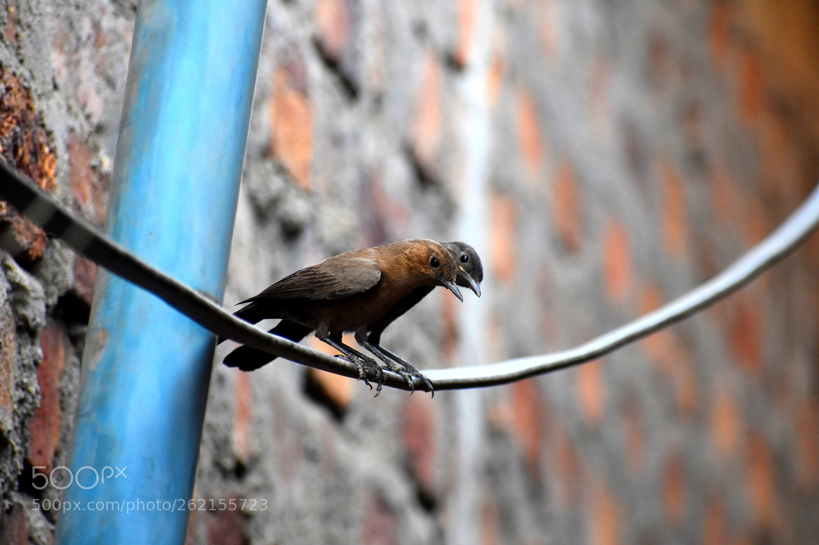 Nikon D3400 sample photo. Sparrow-2 photography