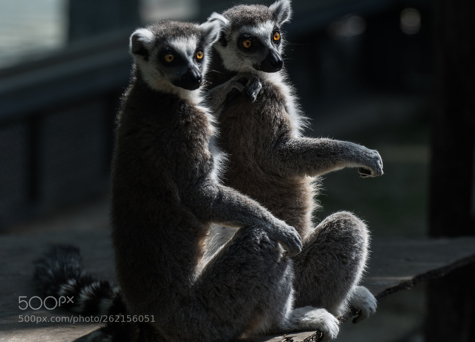 Sony a7 II sample photo. Good brothers photography