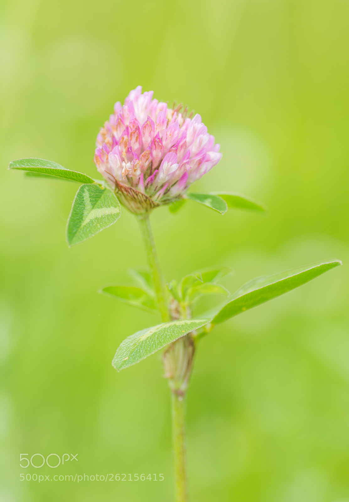 Nikon D7100 sample photo. Purple clover photography