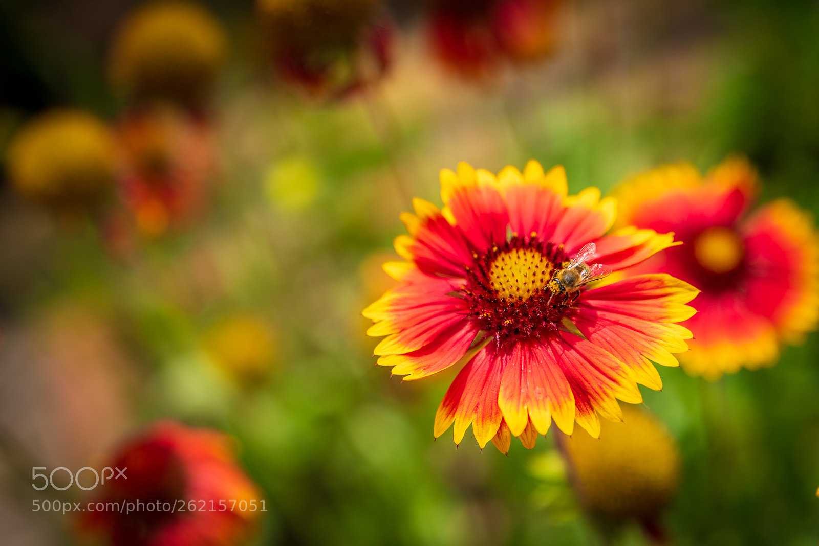 Nikon D750 sample photo. Zinnia flower photography