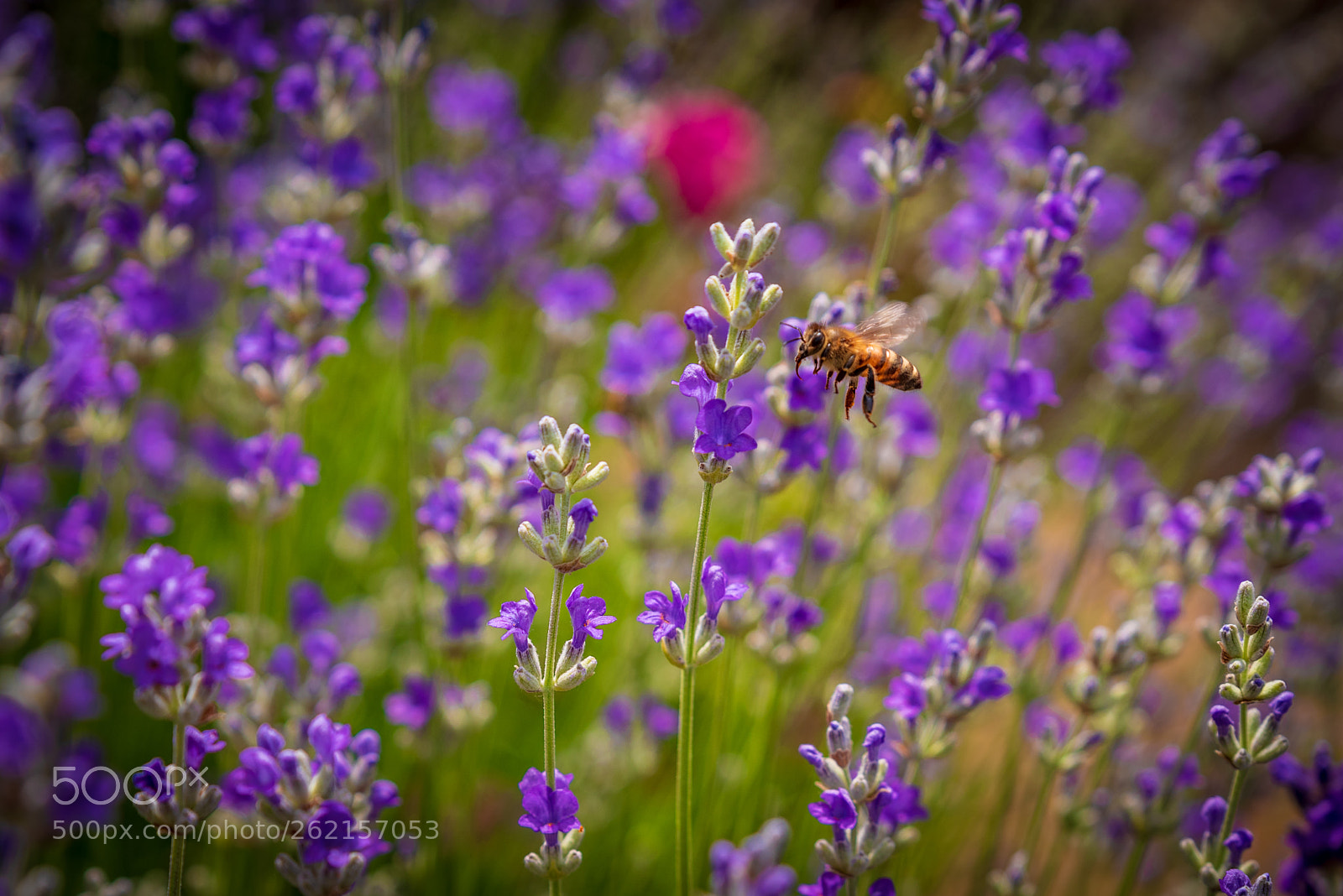 Nikon D750 sample photo. Yummy lavender photography
