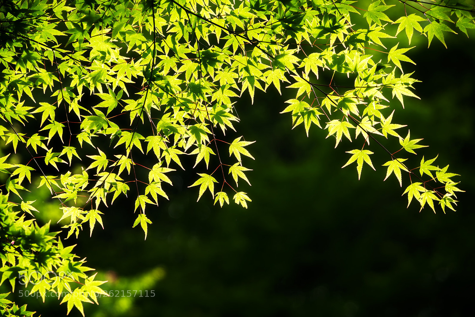 Sony a7R II sample photo. Japanese maple photography