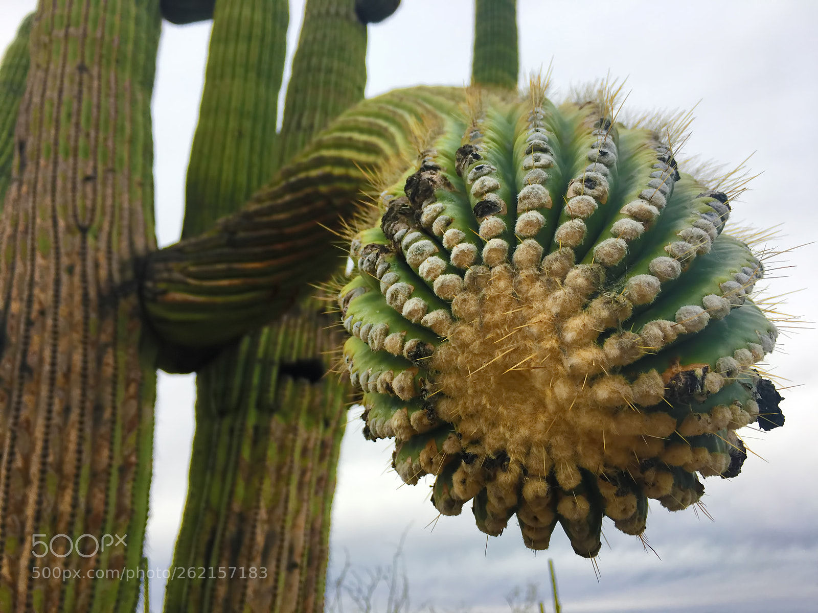 Canon EOS 5D Mark IV sample photo. Close-up of a large photography