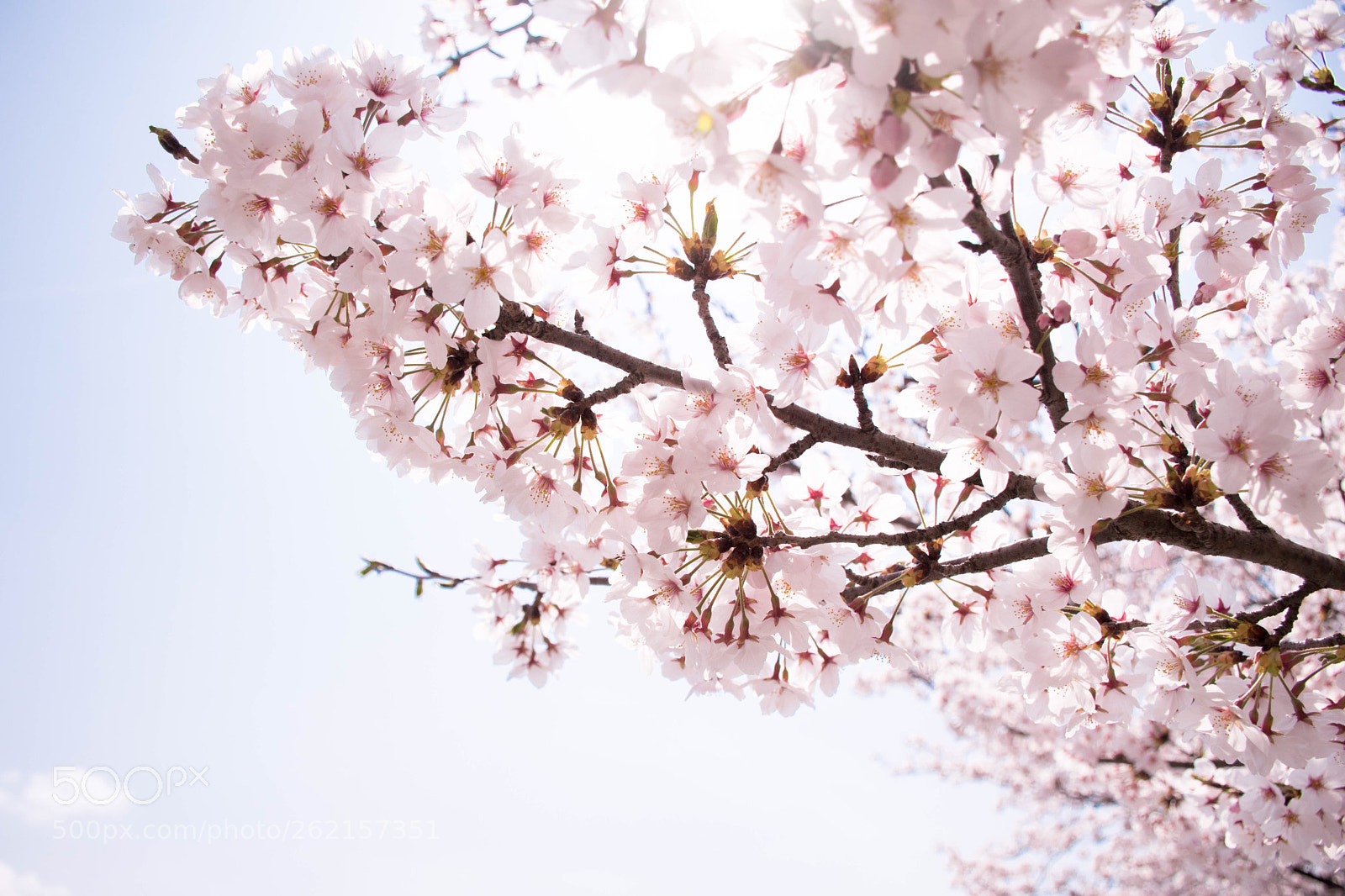 Nikon D5500 sample photo. A breath of spring photography