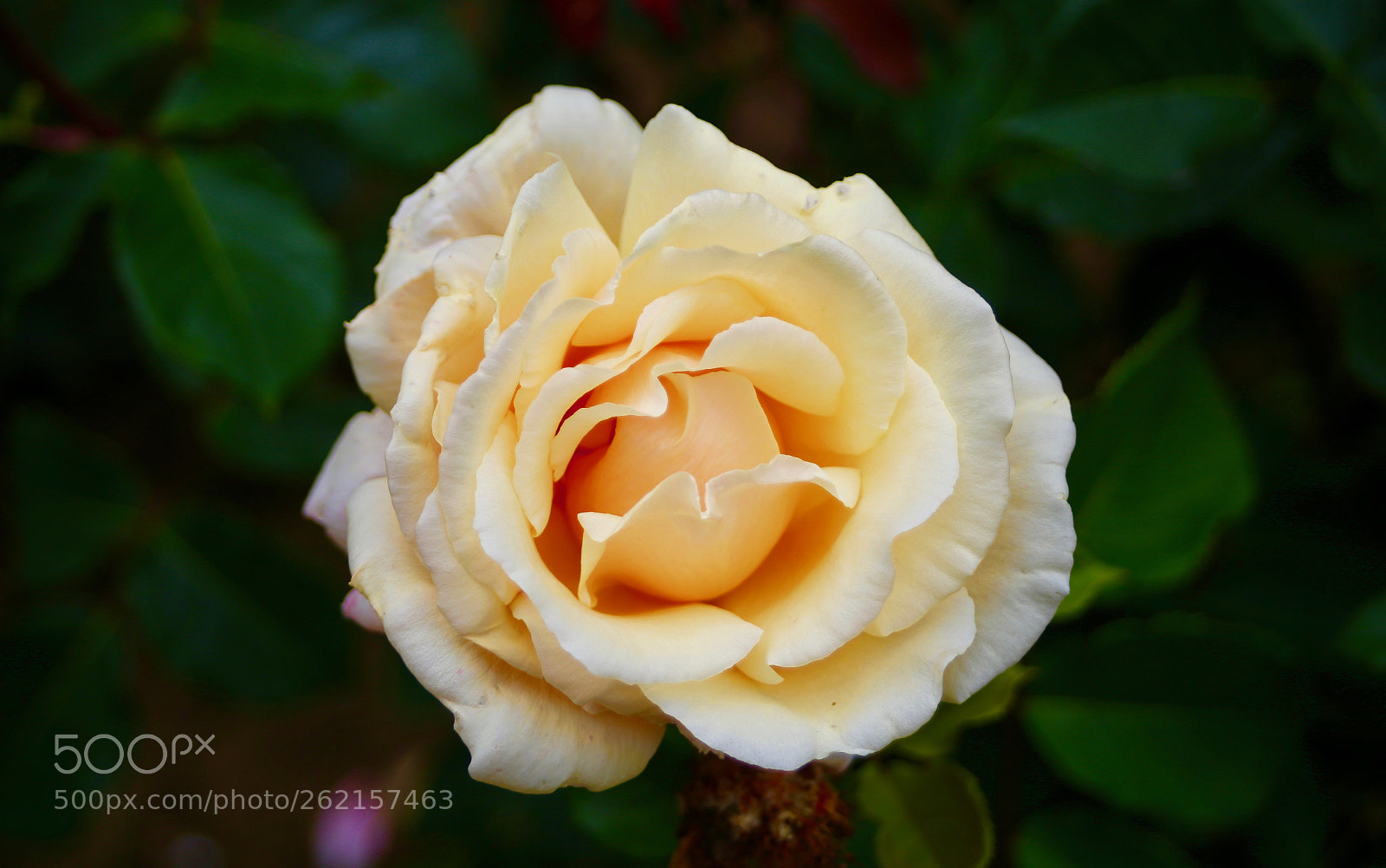 Canon EOS 6D sample photo. Rosa photography
