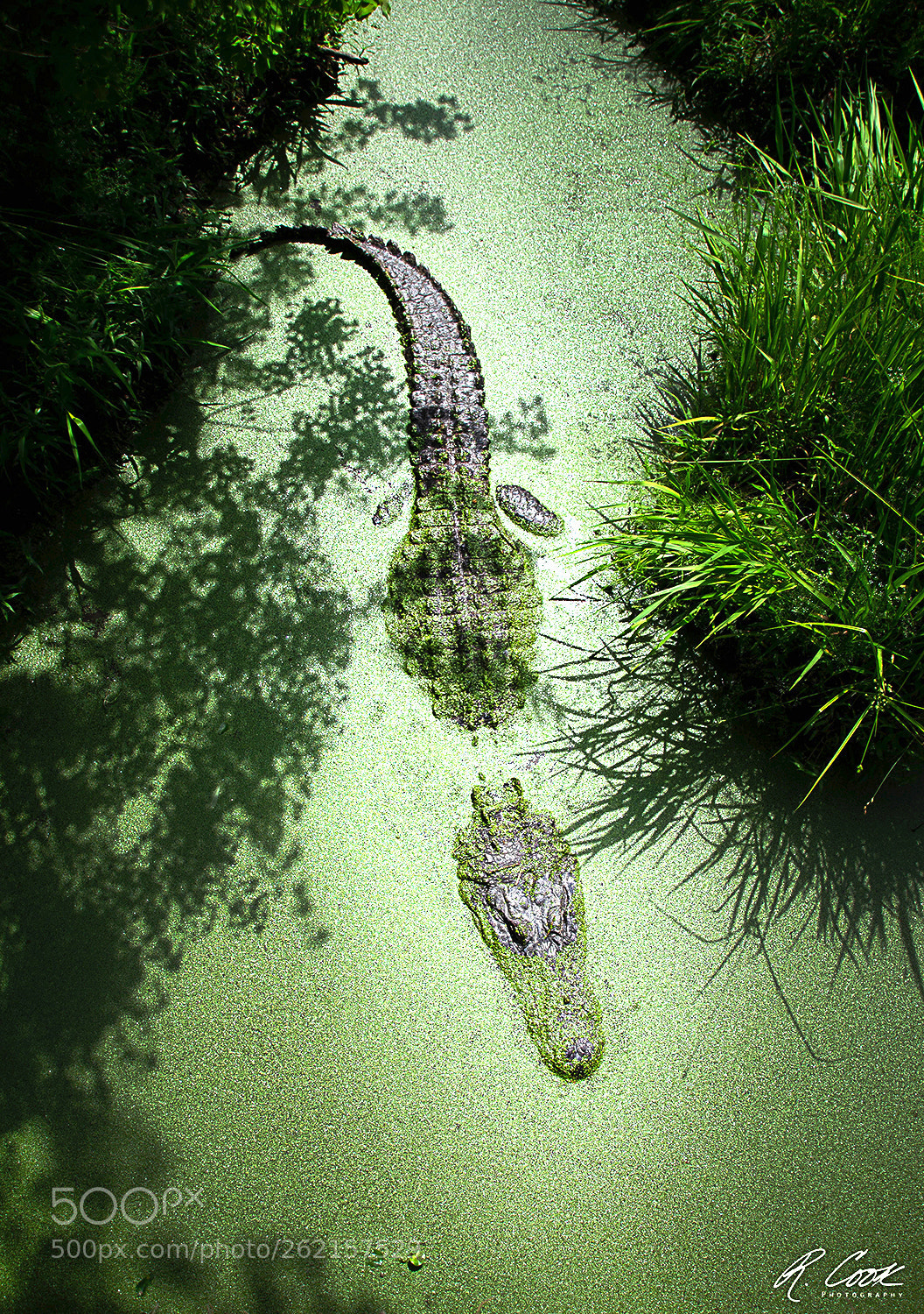 Nikon D5100 sample photo. Algae gator photography