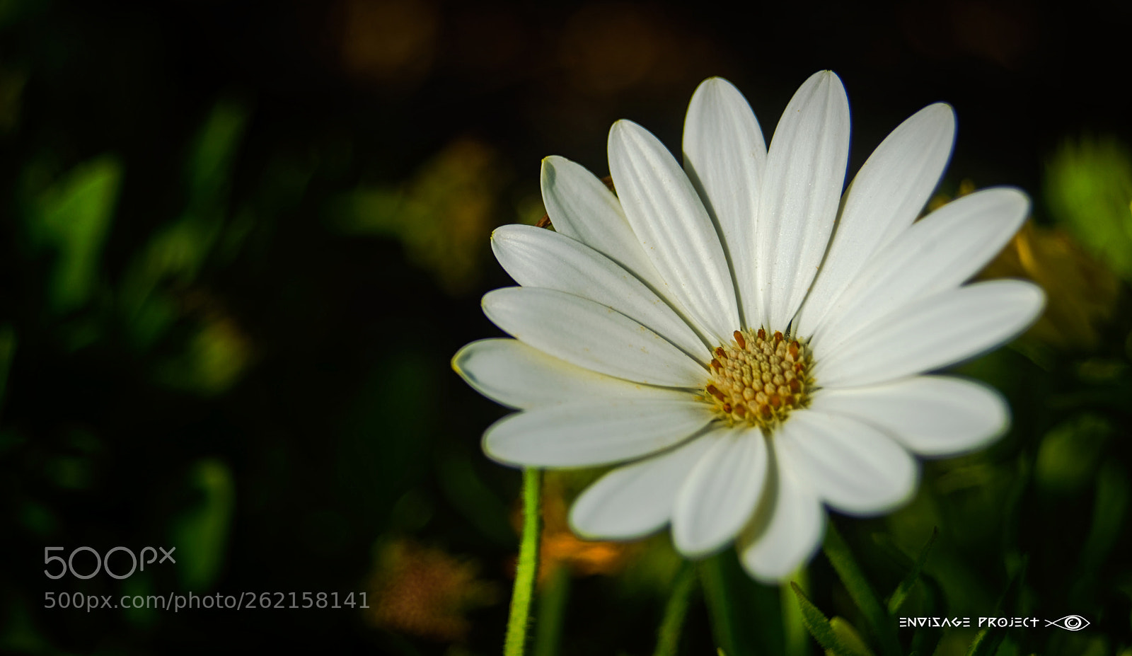 Sony a7R sample photo. White and yellow photography