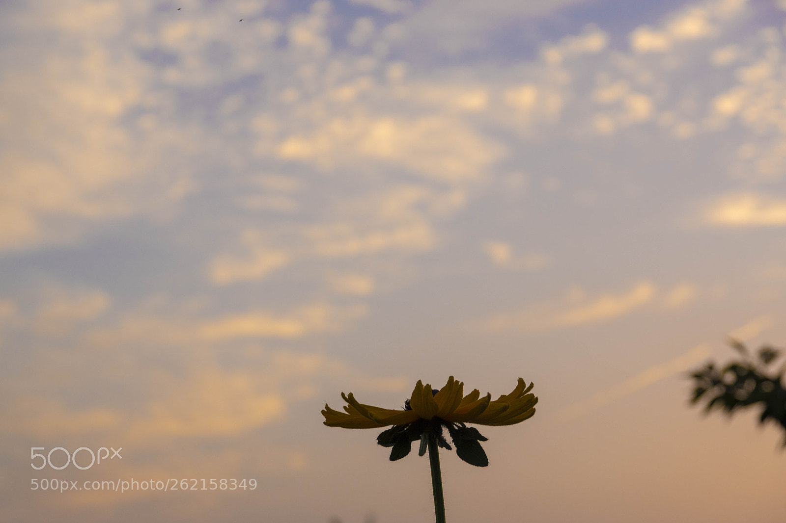Sony ILCA-77M2 sample photo. Toward evening photography