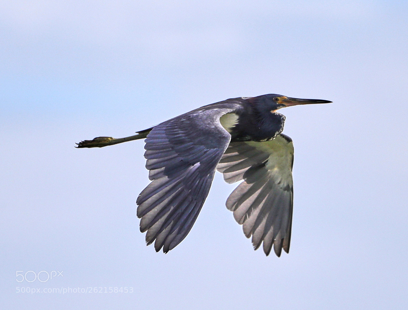 Canon EOS-1D X Mark II sample photo. 06-14-18-0022477.jpg photography