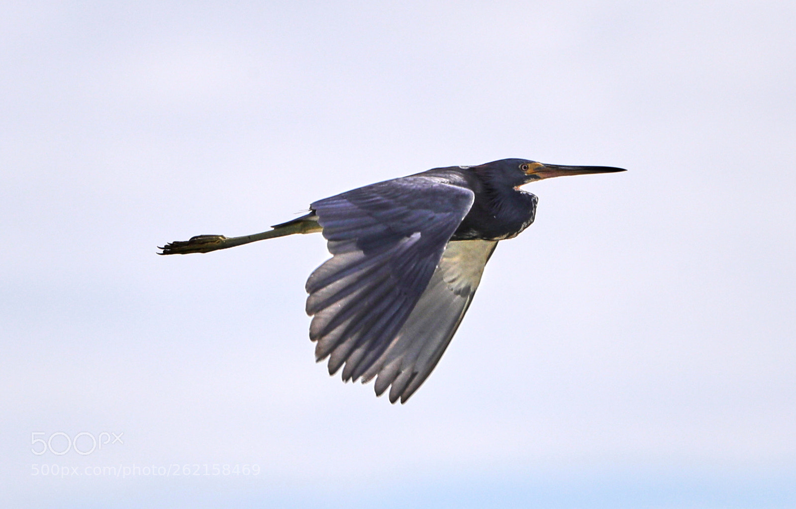 Canon EOS-1D X Mark II sample photo. 06-14-18-0022475.jpg photography