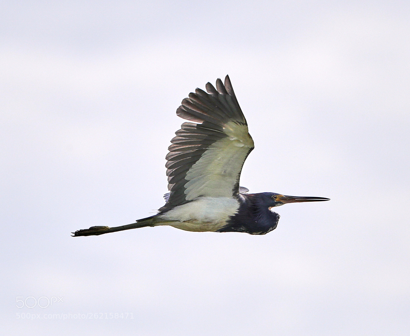 Canon EOS-1D X Mark II sample photo. 06-14-18-0022473.jpg photography