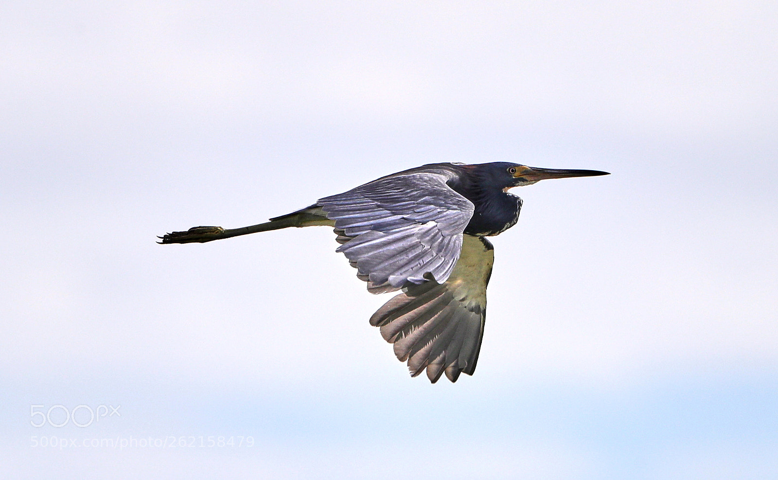 Canon EOS-1D X Mark II sample photo. 06-14-18-0022474.jpg photography