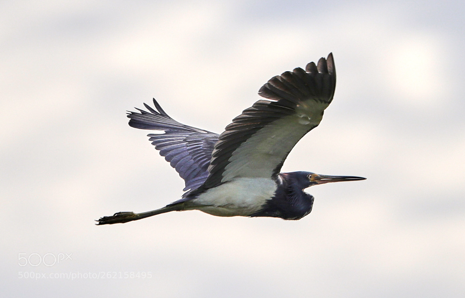 Canon EOS-1D X Mark II sample photo. 06-14-18-0022471.jpg photography