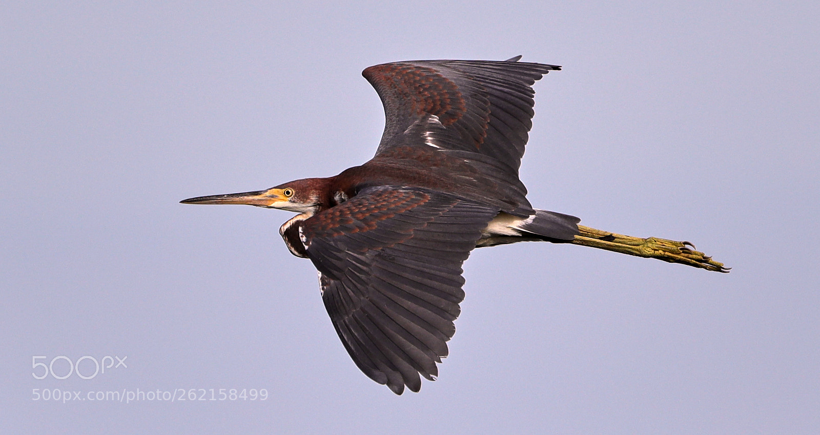 Canon EOS-1D X Mark II sample photo. 06-14-18-0022463.jpg photography
