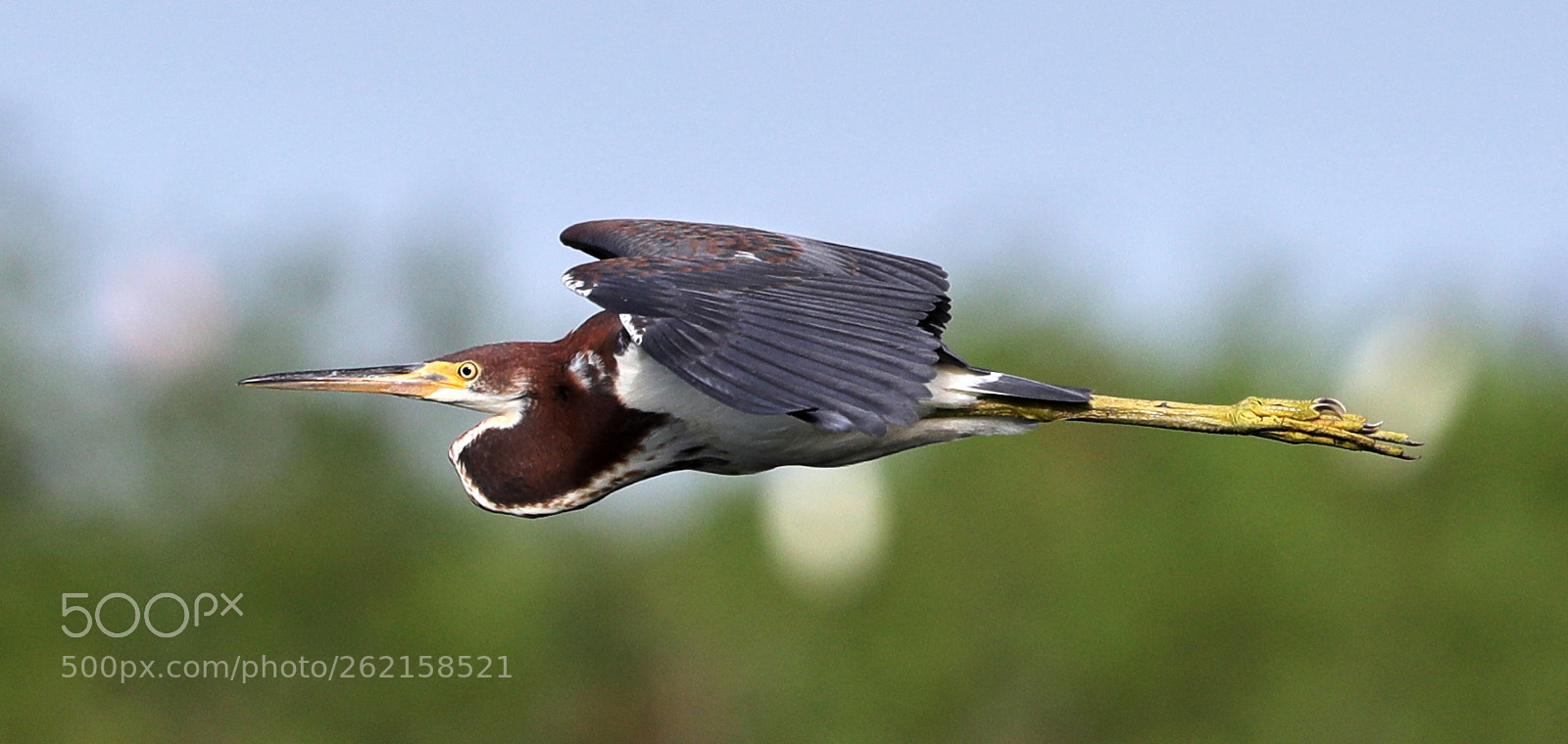 Canon EOS-1D X Mark II sample photo. 06-14-18-0022460.jpg photography