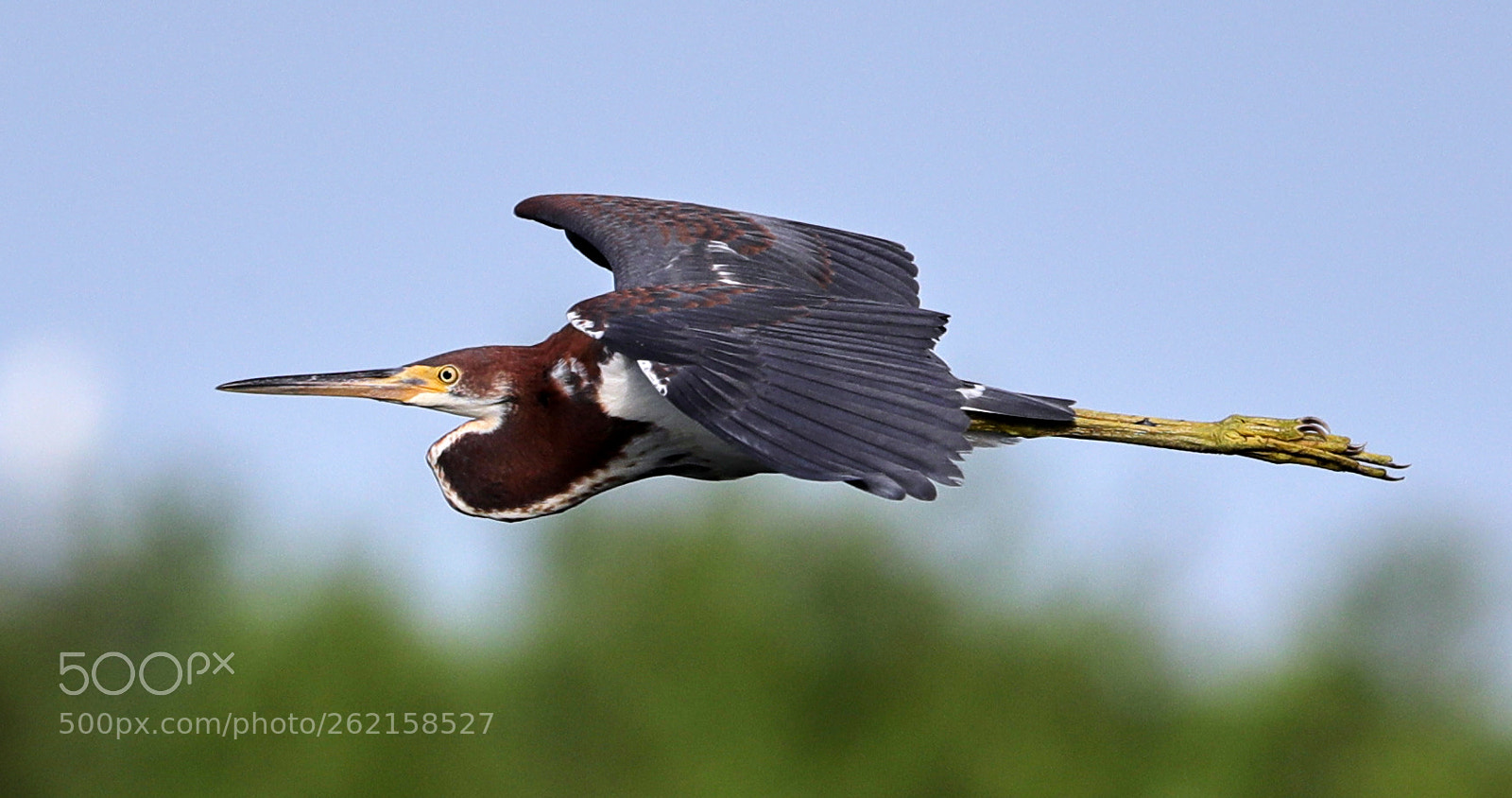 Canon EOS-1D X Mark II sample photo. 06-14-18-0022461.jpg photography