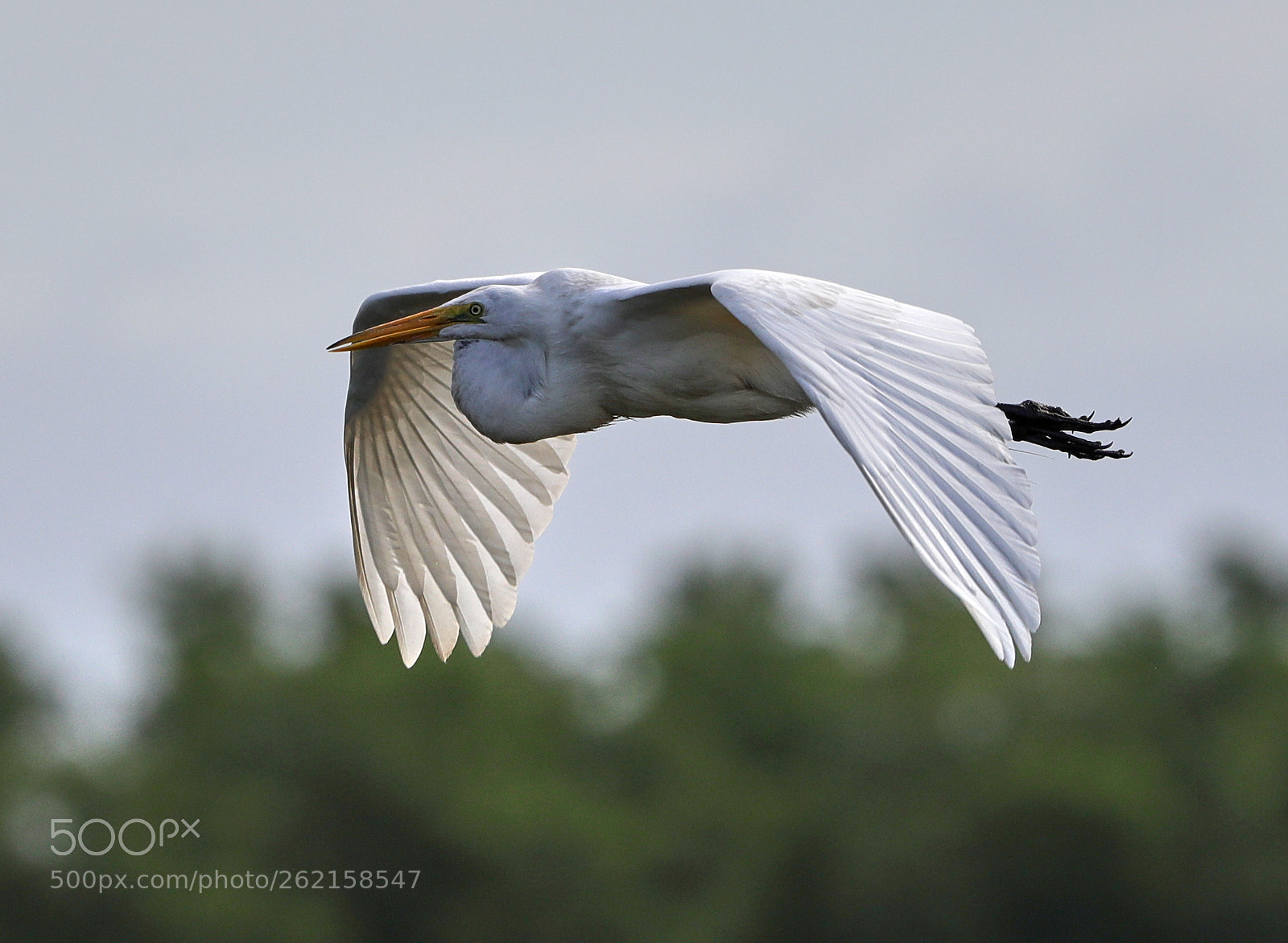 Canon EOS-1D X Mark II sample photo. 06-14-18-0022450.jpg photography