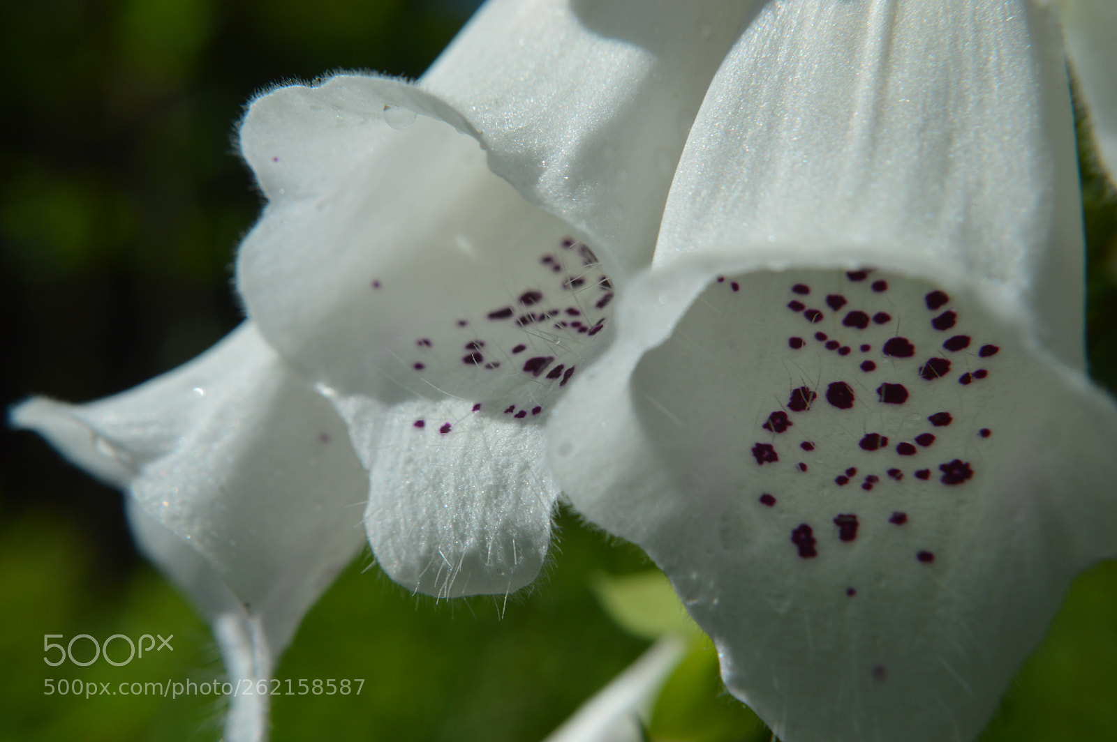 Nikon D3200 sample photo. Foxglove photography