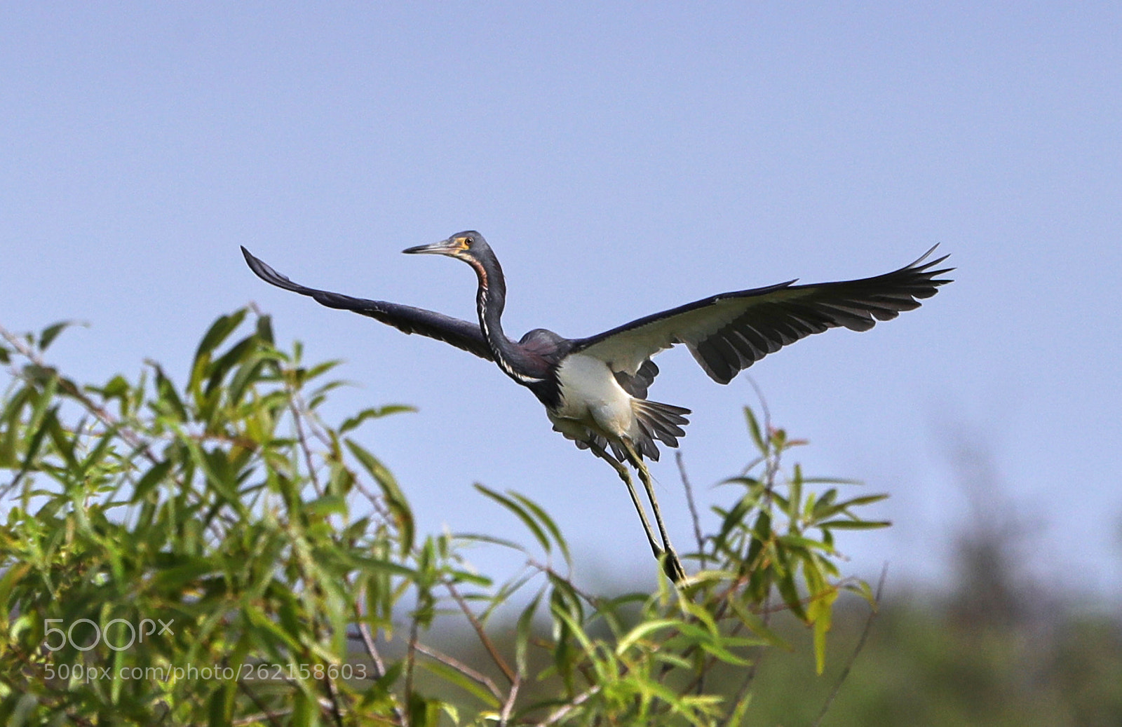 Canon EOS-1D X Mark II sample photo. 06-14-18-0022432.jpg photography