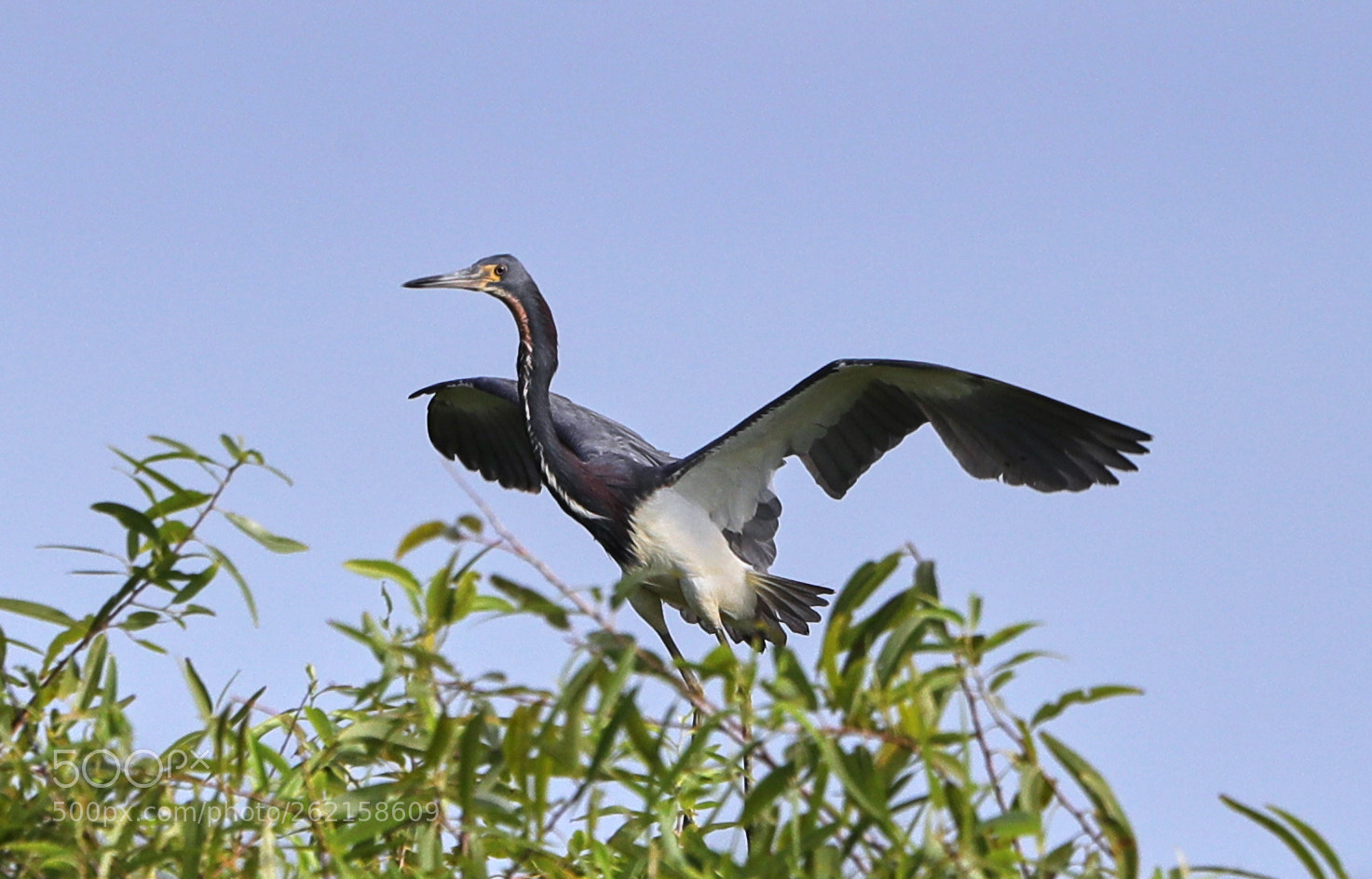 Canon EOS-1D X Mark II sample photo. 06-14-18-0022431.jpg photography