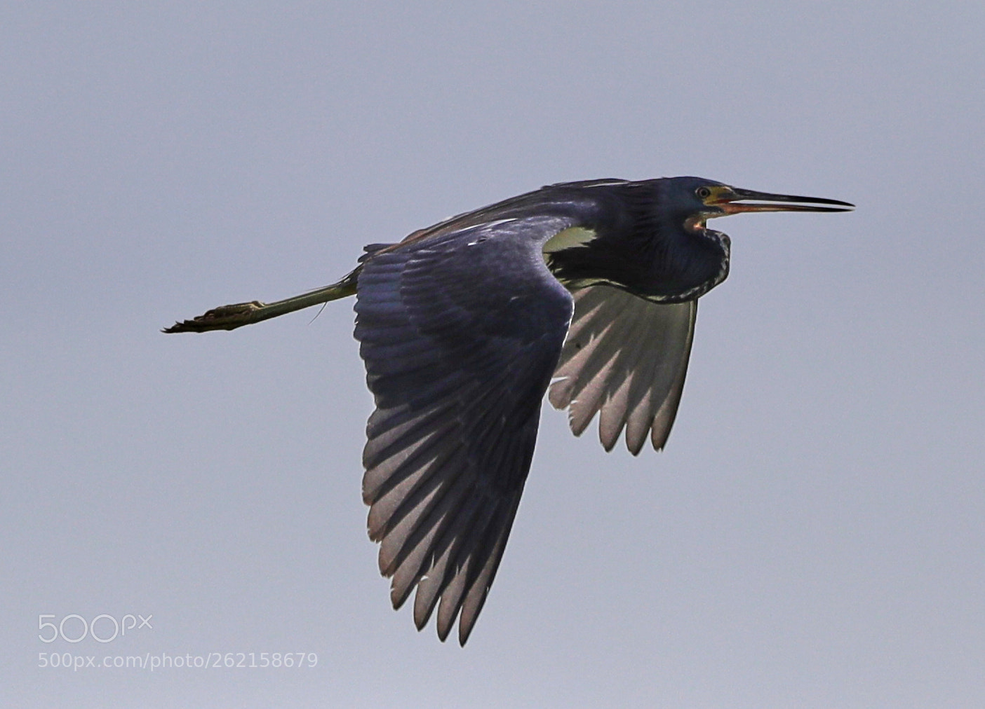 Canon EOS-1D X Mark II sample photo. 06-14-18-0022423.jpg photography