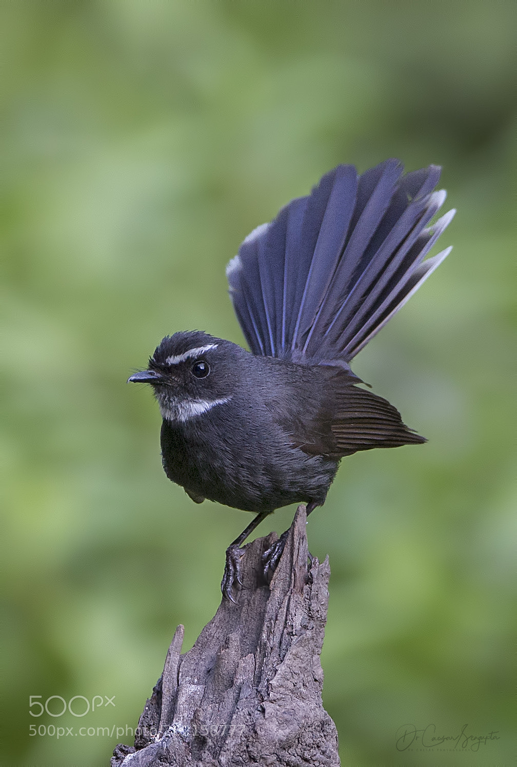 Canon EOS-1D X sample photo. White browed fantail flycatcher photography