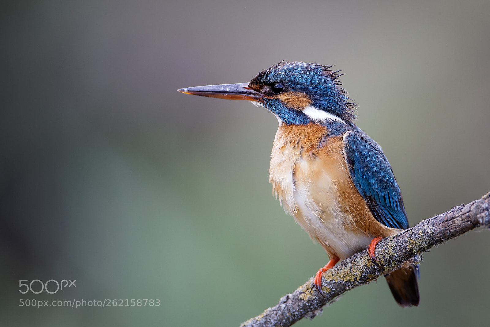 Canon EOS 5D Mark IV sample photo. Kingfisher photography
