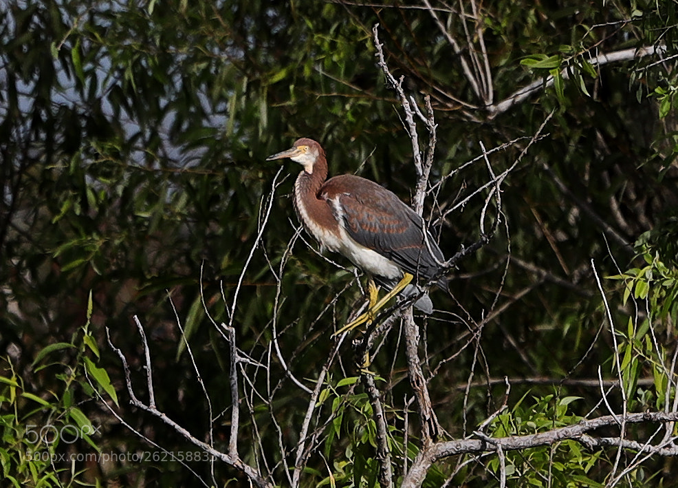 Canon EOS-1D X Mark II sample photo. 06-14-18-0022389.jpg photography