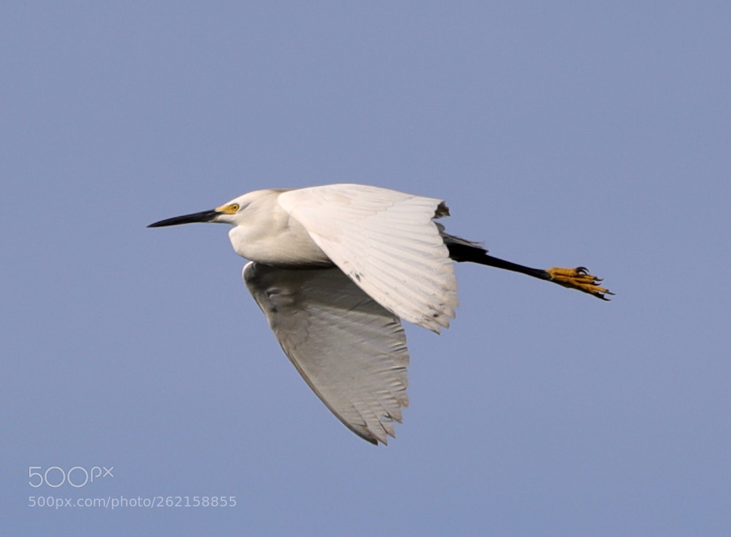 Canon EOS-1D X Mark II sample photo. 06-14-18-0022387.jpg photography