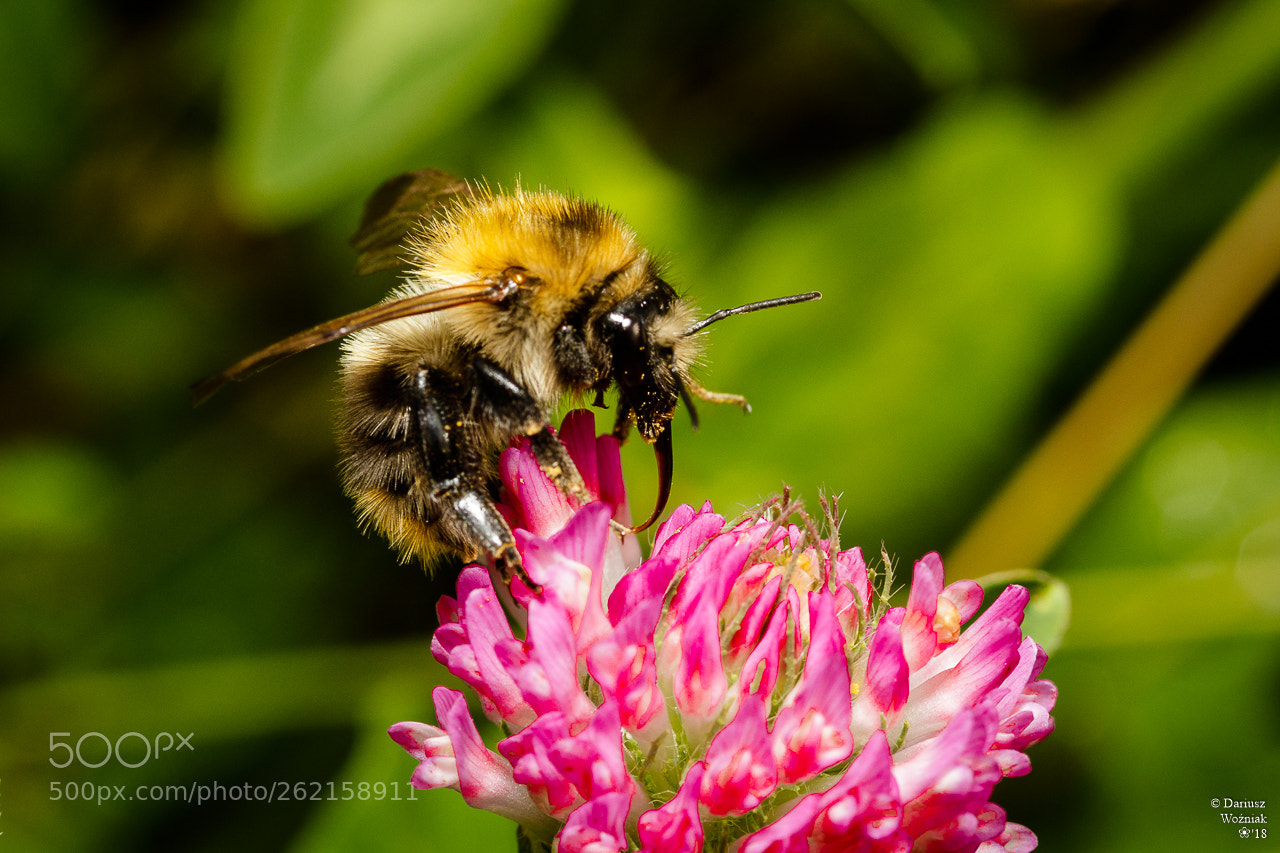 Canon EOS 80D sample photo. Img photography