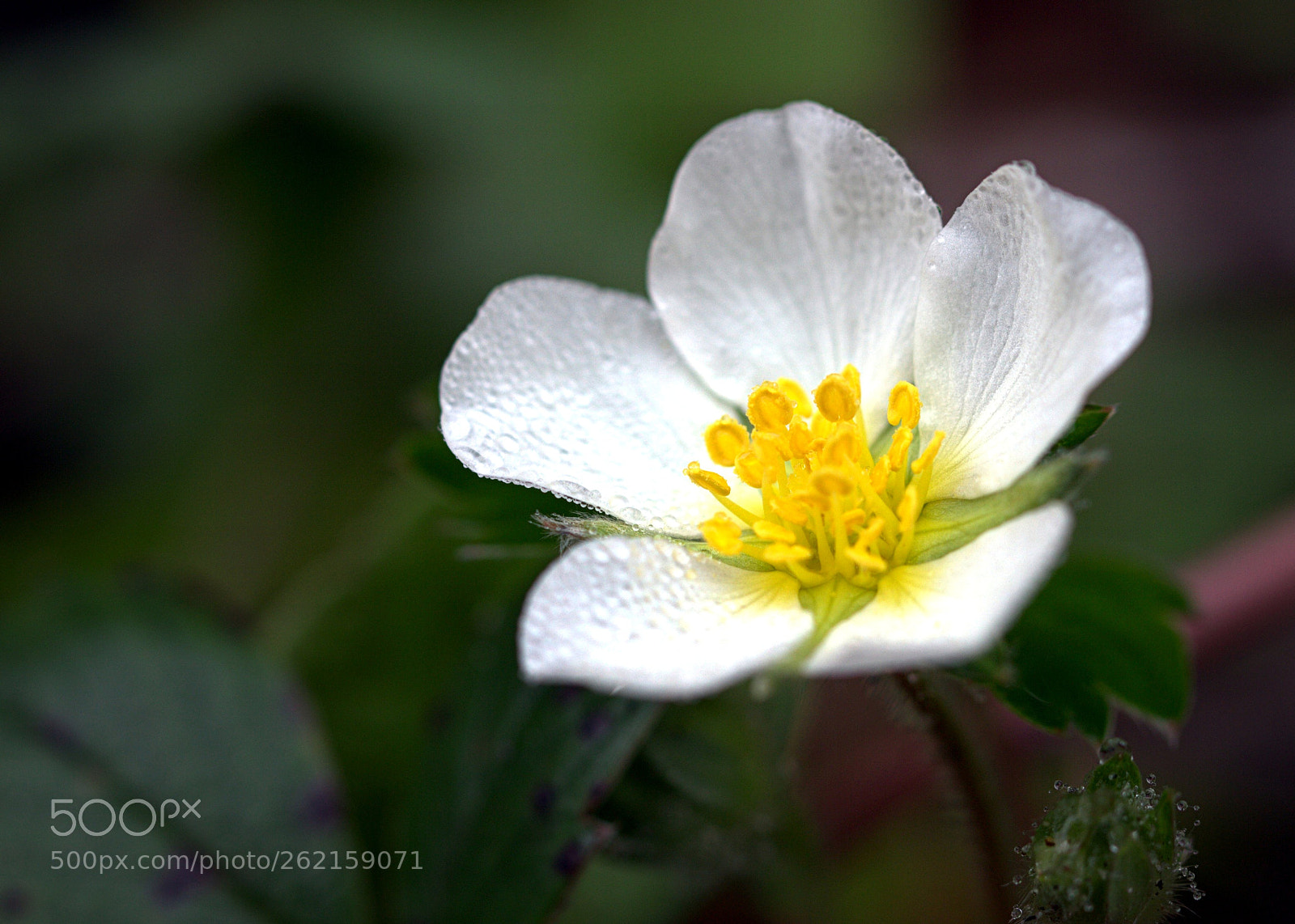 Canon EF 100mm F2.8L Macro IS USM sample photo. Beach flower macro photography
