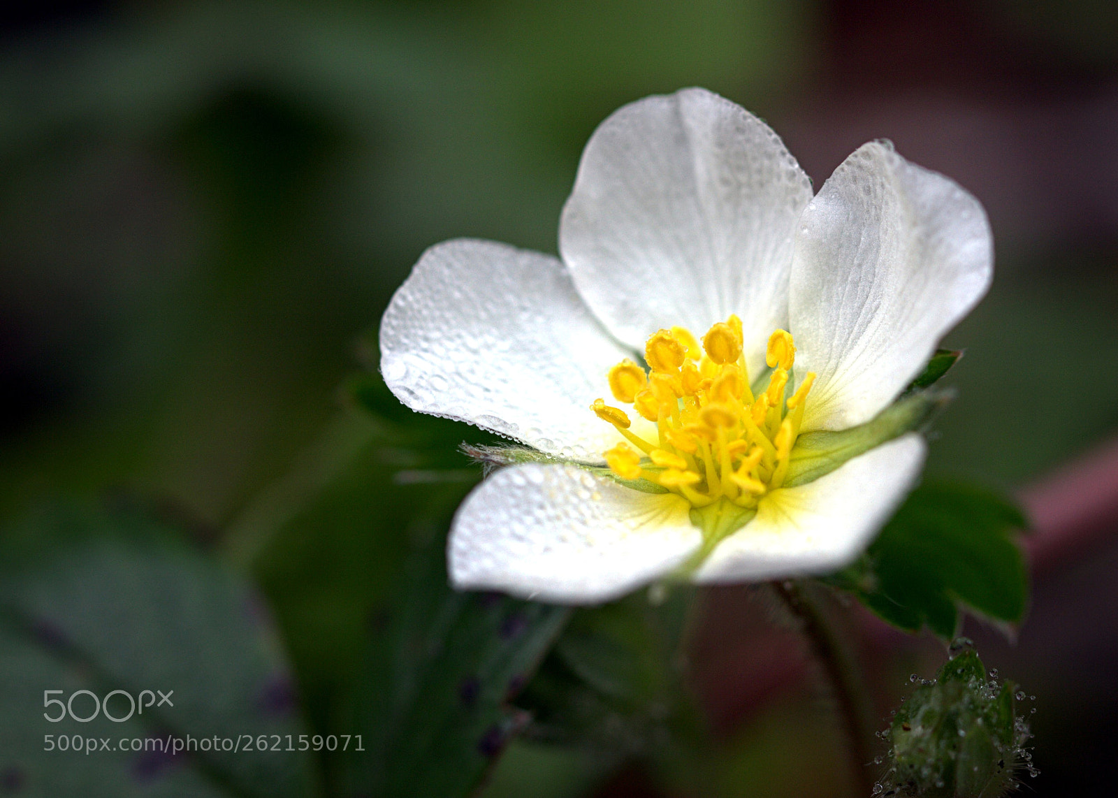 Canon EOS 600D (Rebel EOS T3i / EOS Kiss X5) sample photo. Beach flower macro photography