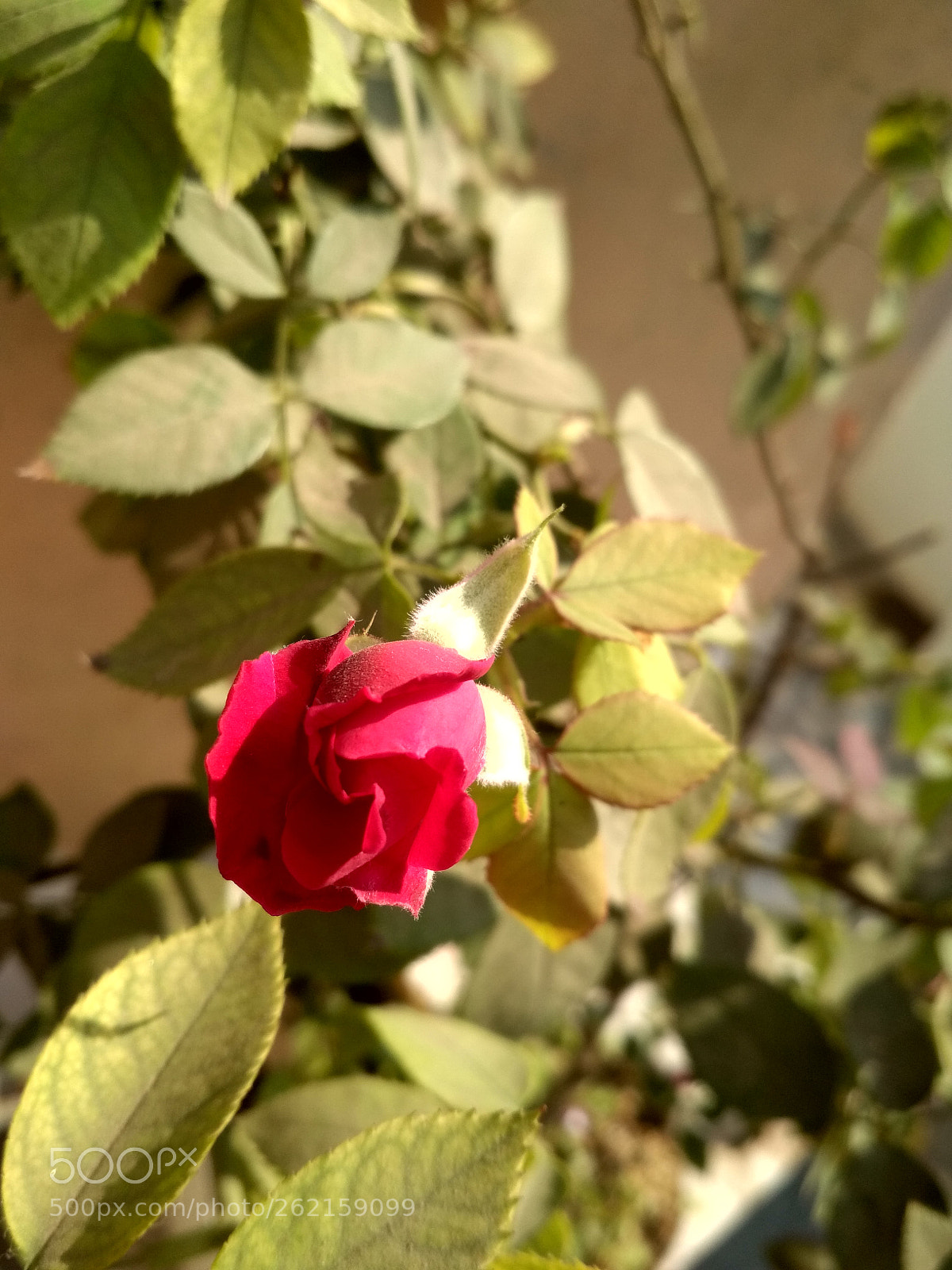 Xiaomi Redmi 4 Pro sample photo. Hdr photography