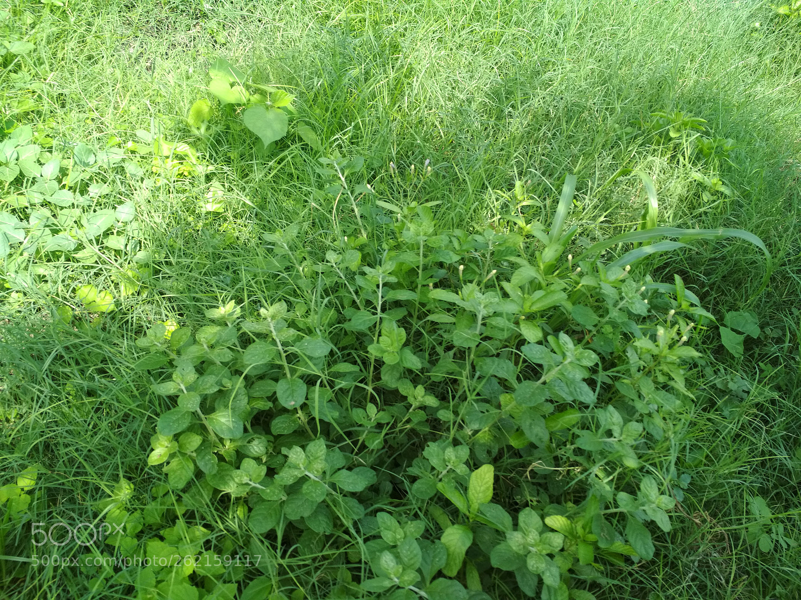 Xiaomi Redmi 4 Pro sample photo. Img_20170719_143850.jpg photography
