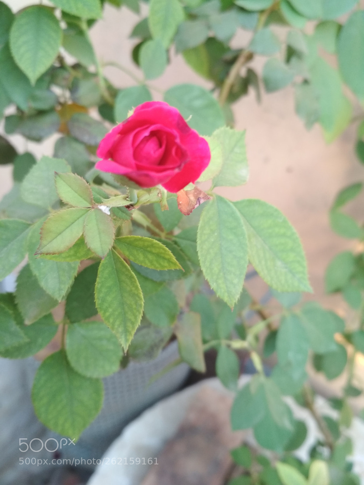 Xiaomi Redmi 4 Pro sample photo. Img_20170928_173314.jpg photography
