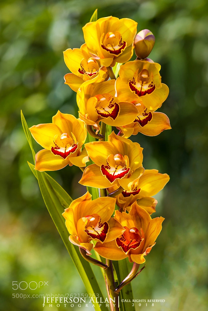 Canon EOS 5D Mark IV sample photo. Flower photography