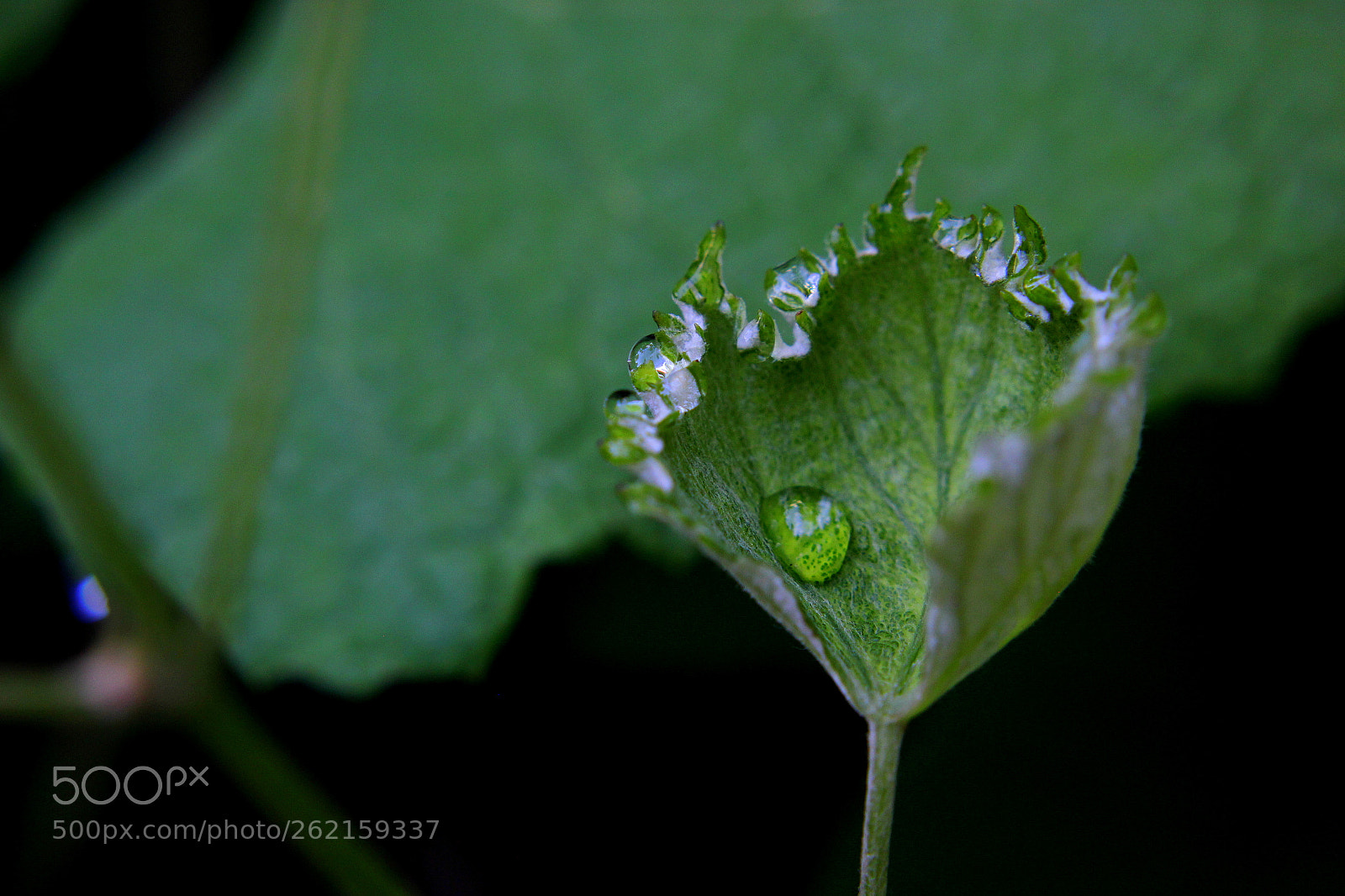 Canon EOS 550D (EOS Rebel T2i / EOS Kiss X4) sample photo. Grapeleaf and morning dew photography