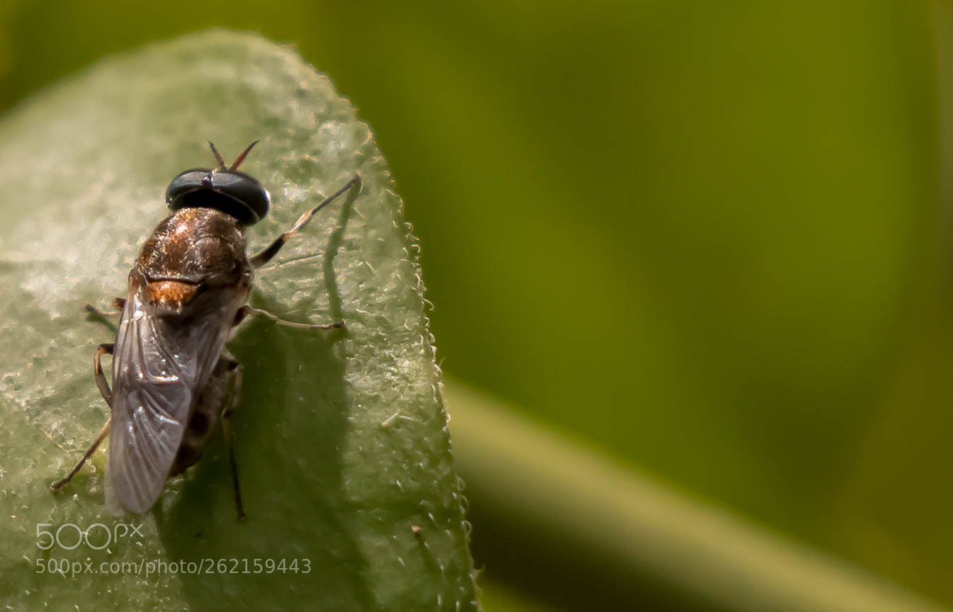 Canon EOS 70D sample photo. Bee photography