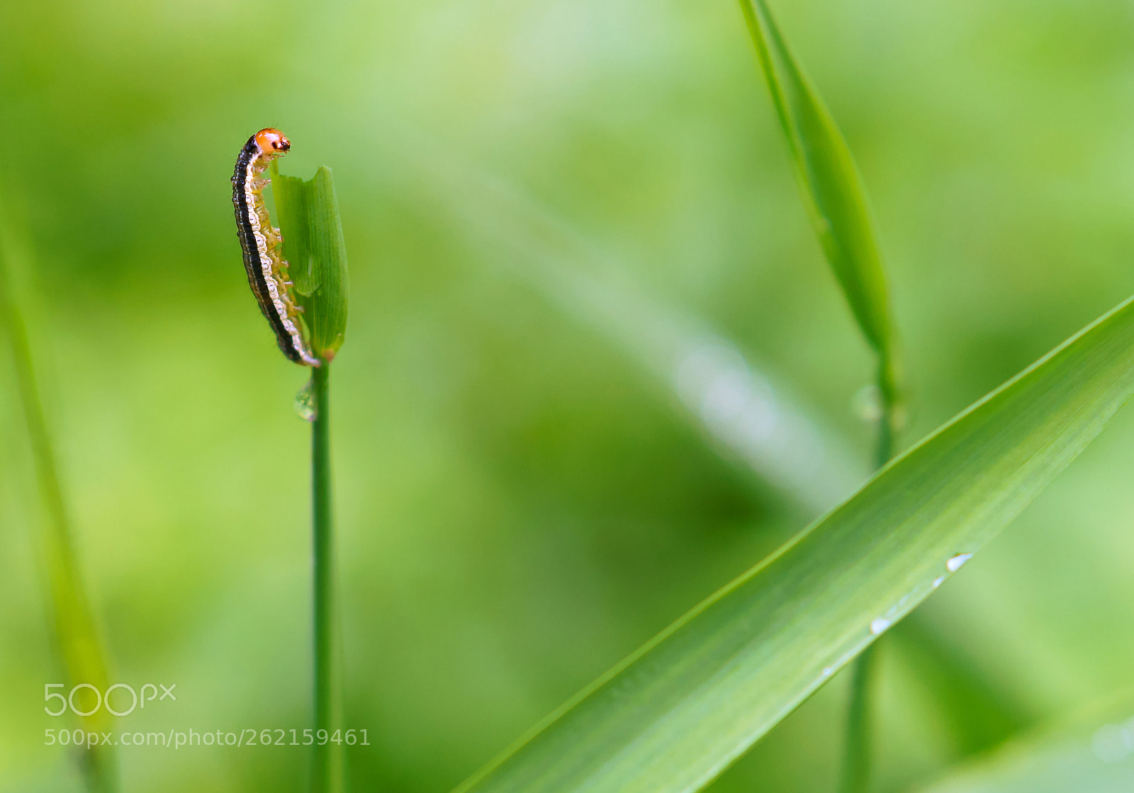 Sony Alpha NEX-3N sample photo. Striped larva on the photography