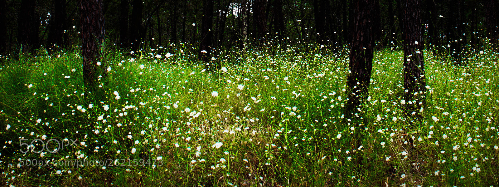 Canon EOS 600D (Rebel EOS T3i / EOS Kiss X5) sample photo. A shower of flowers photography