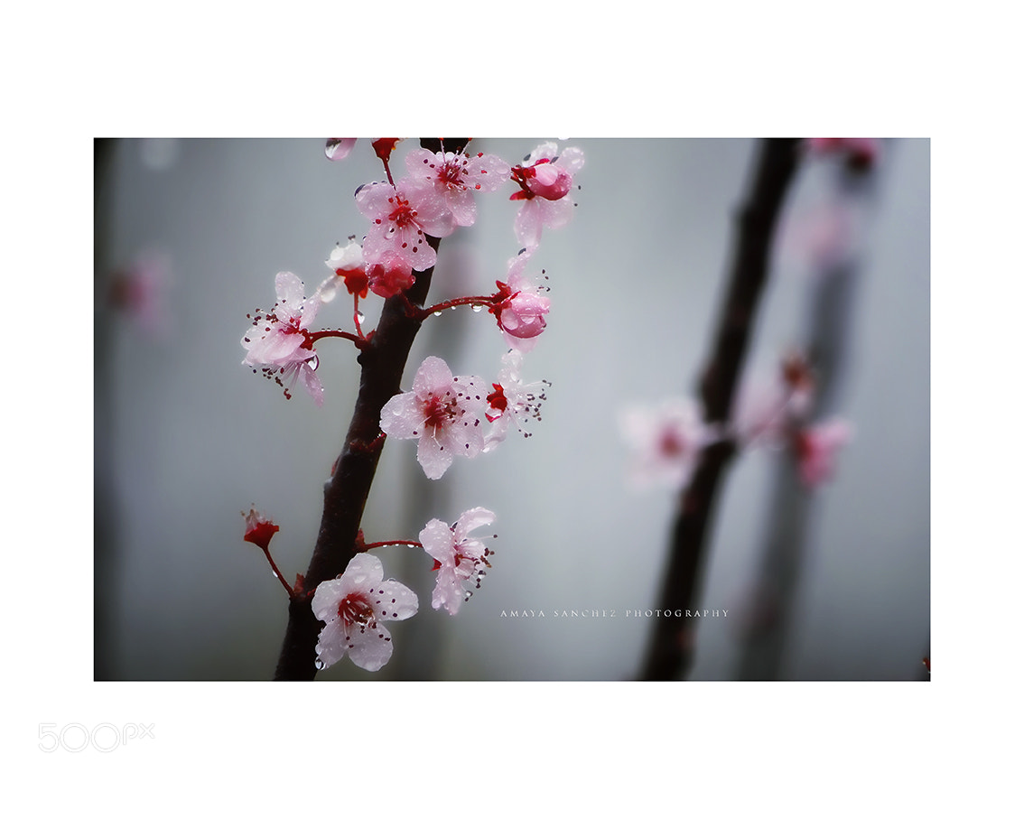 Nikon D3200 sample photo. Let the rain kiss photography