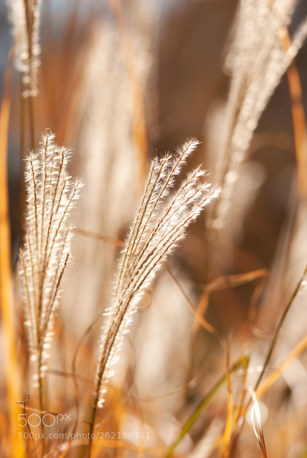 Nikon D60 sample photo. Feathered autumn grass photography