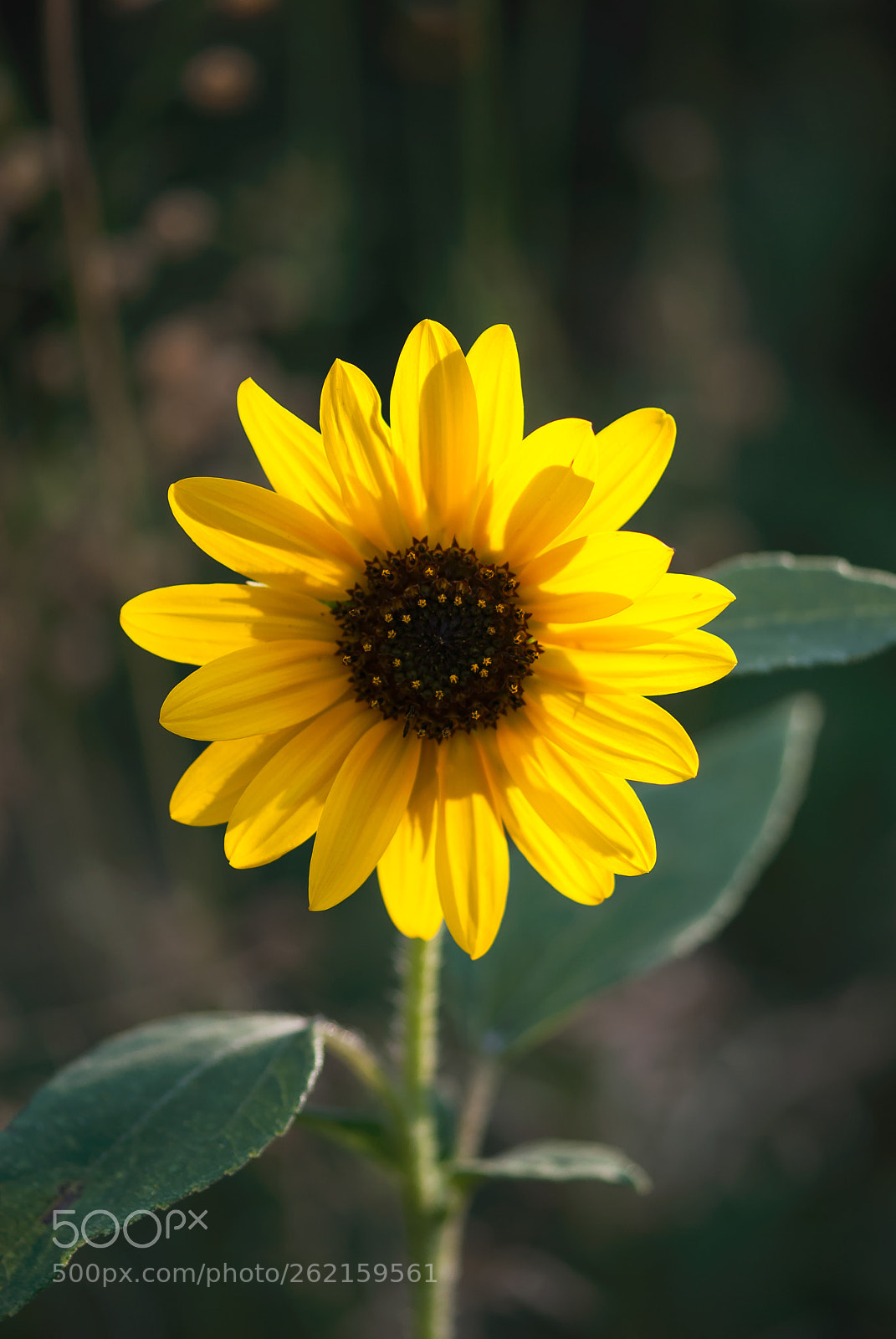 Nikon D60 sample photo. Glowing sunflower photography