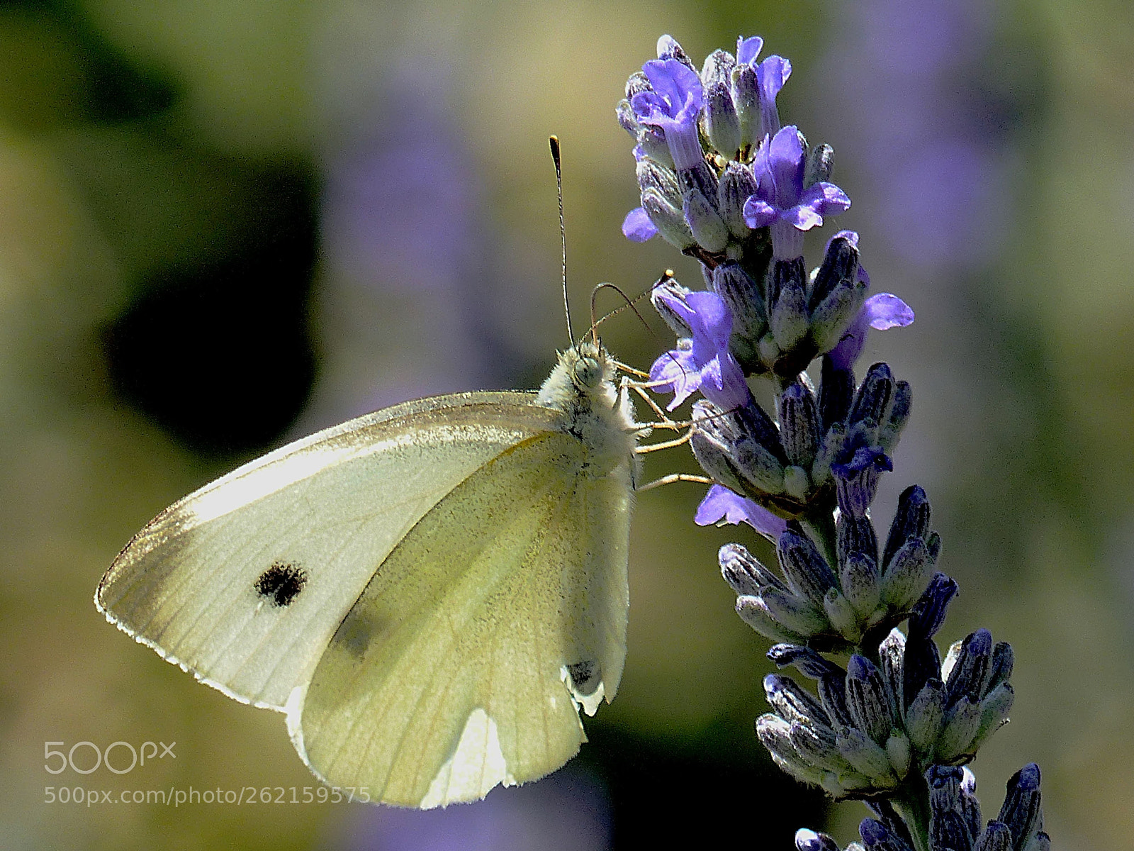 Panasonic Lumix DMC-FZ200 sample photo. In the lavender photography