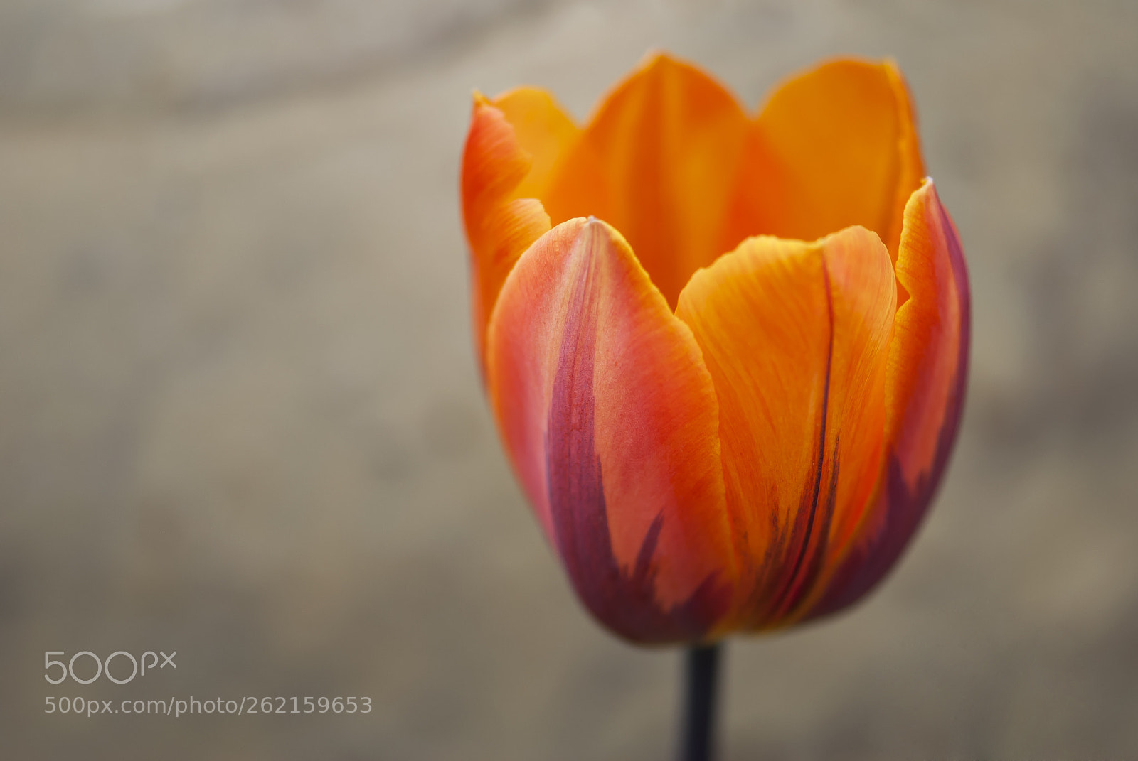 Nikon D60 sample photo. Orange tulip with brown photography