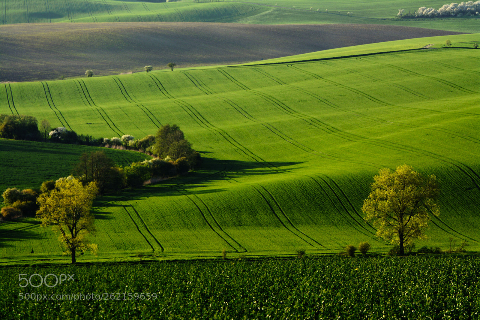 Nikon D7100 sample photo. Green fields photography