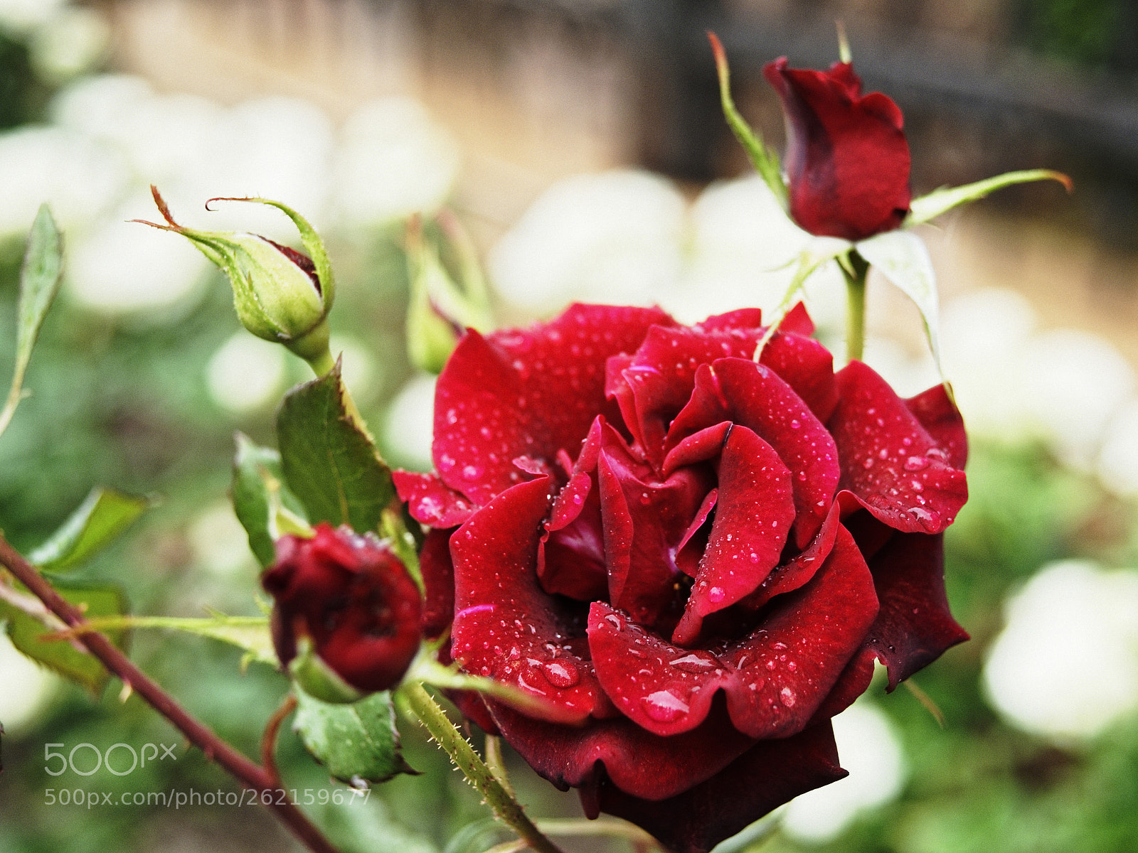 Sony Alpha DSLR-A900 + Minolta AF 35-70mm F4 sample photo. At smoke break photography