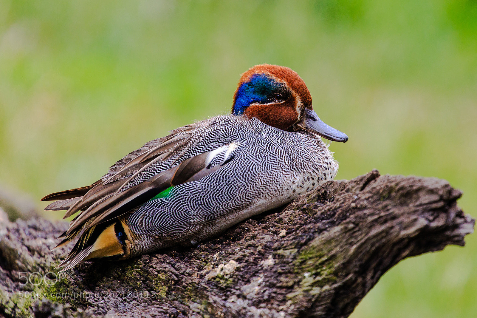 Canon EOS 6D sample photo. Duck photography